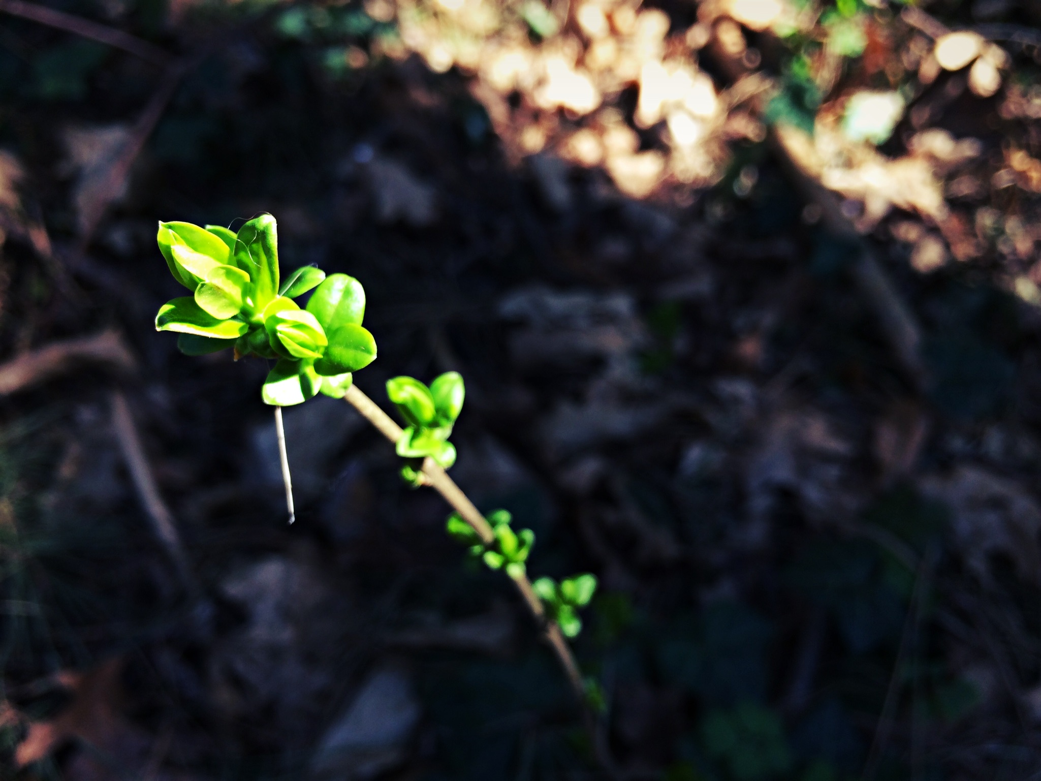 img_0021_7.JPG