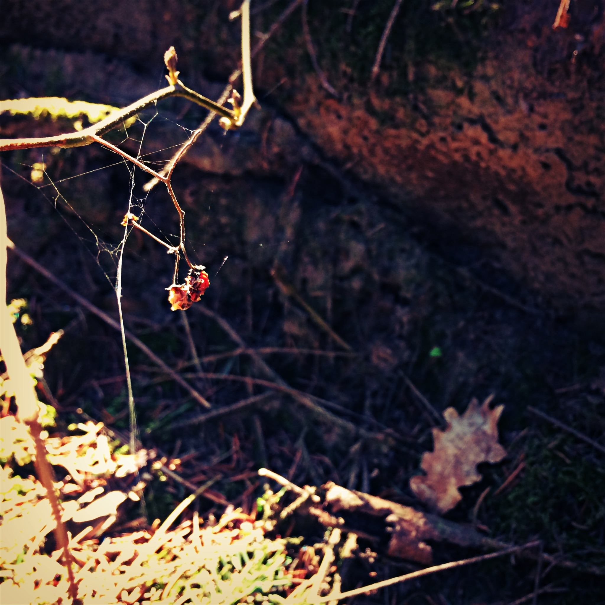 img_0029_6.JPG