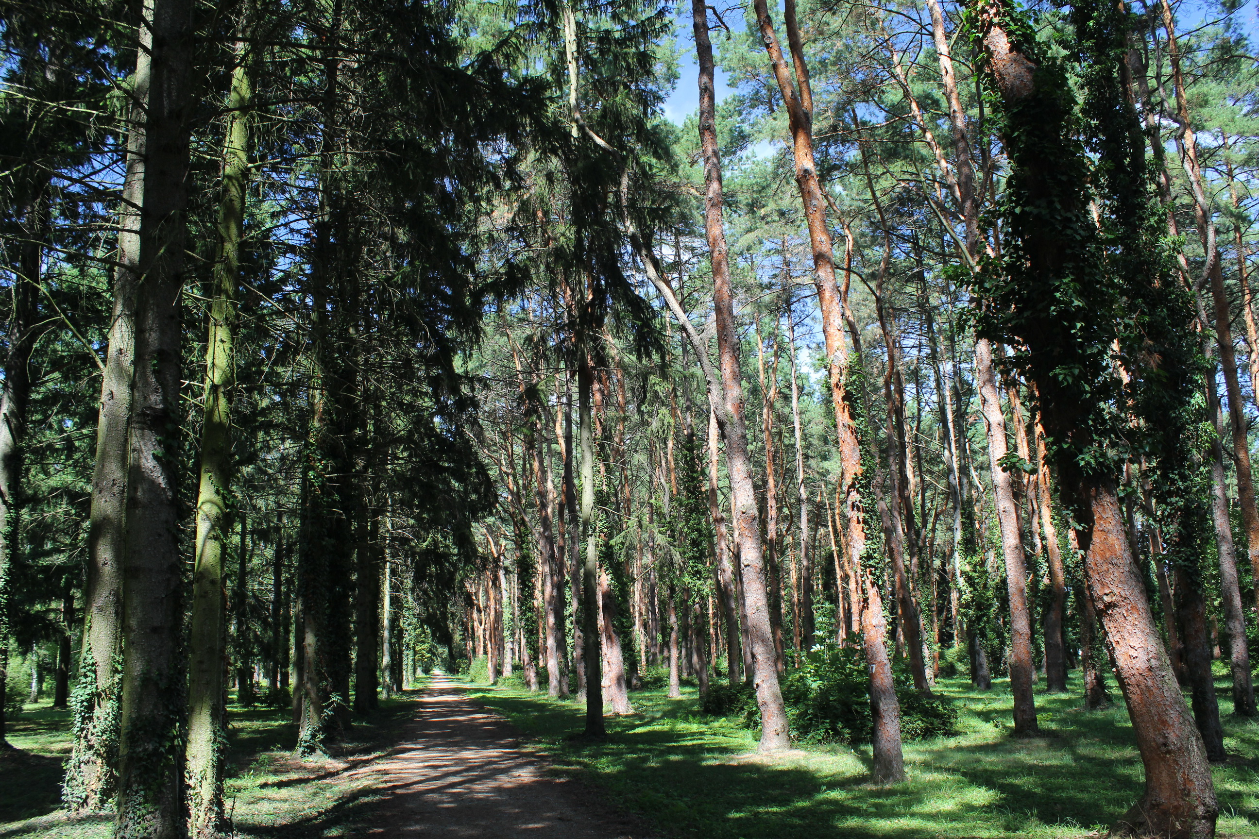 Fenyves a Szombathelyi Arborétumban. (Fotó: Papp Géza, ddkektura.blog.hu)