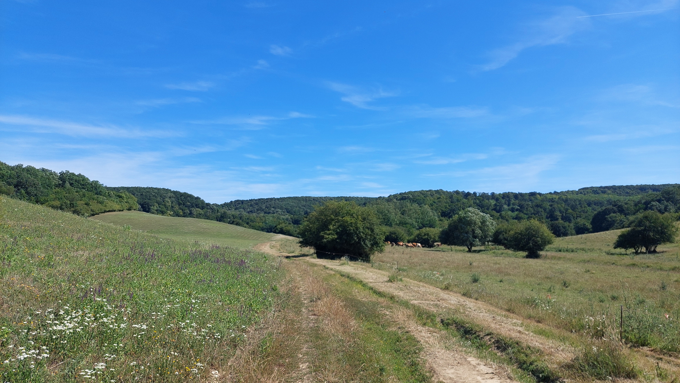20240706-06-grabocmajor.jpg