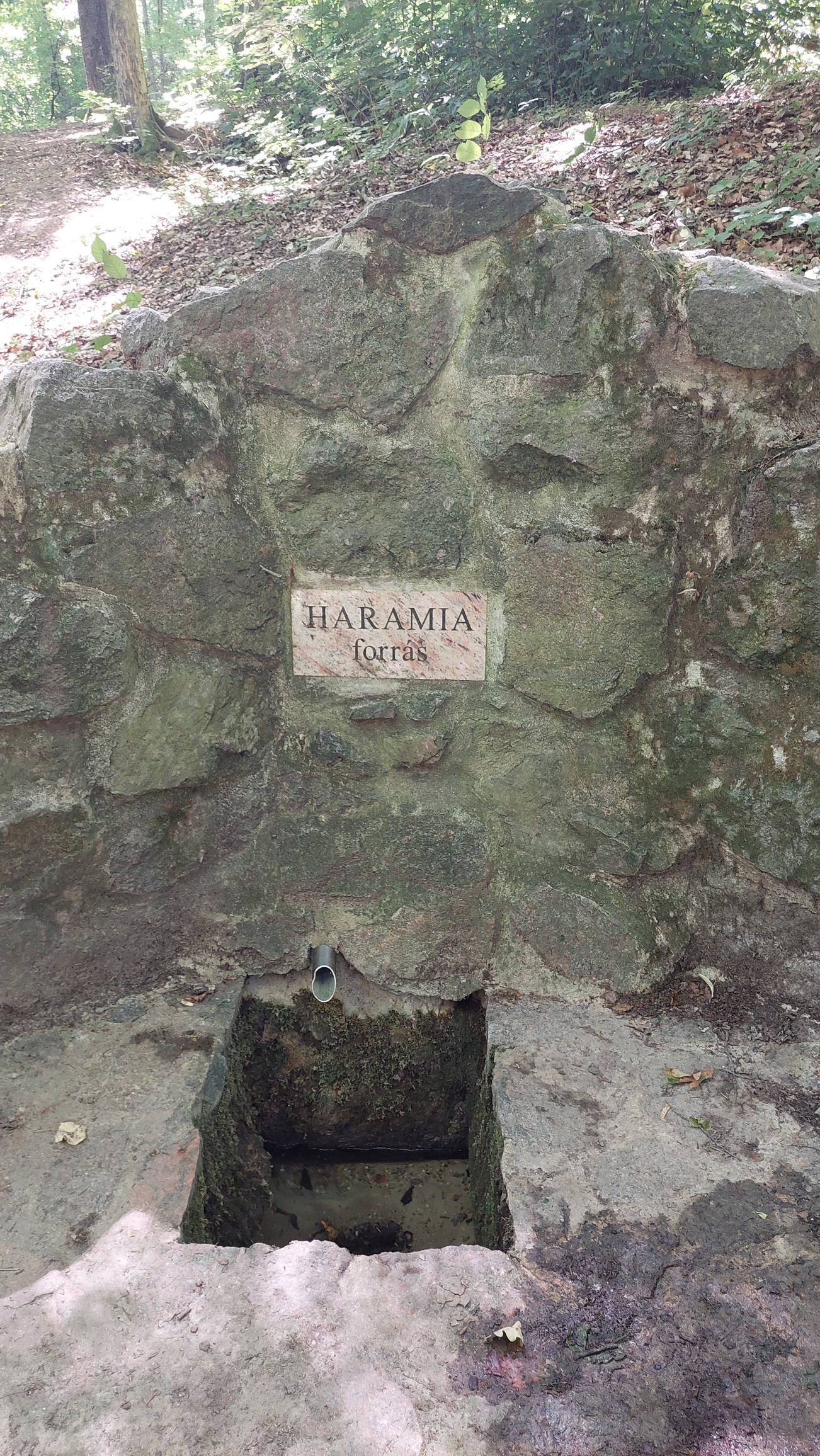 20240706-21-haramiaforras.jpg