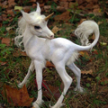 must have - tiny unicorn