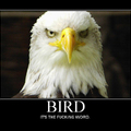 bird is the word