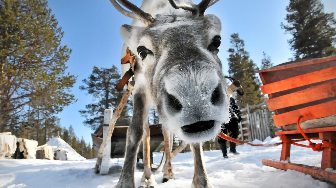 reindeer-face.jpg