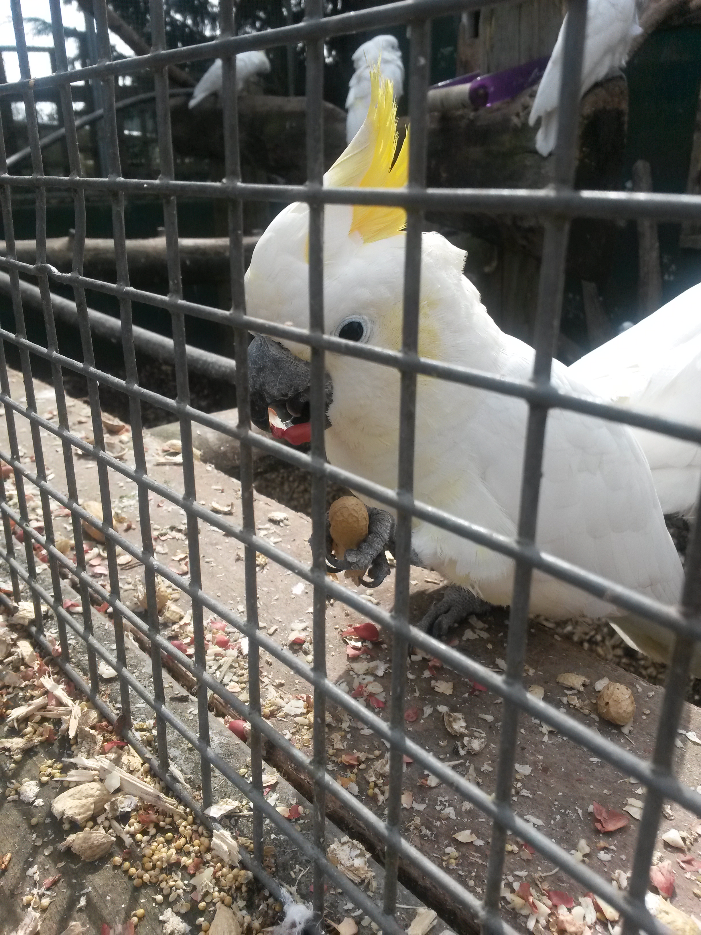 Ez a kis papagáj nagyon aranyos volt, törte fel a földmogyorót és közben néha megszólalt, hogy HELLO :D 