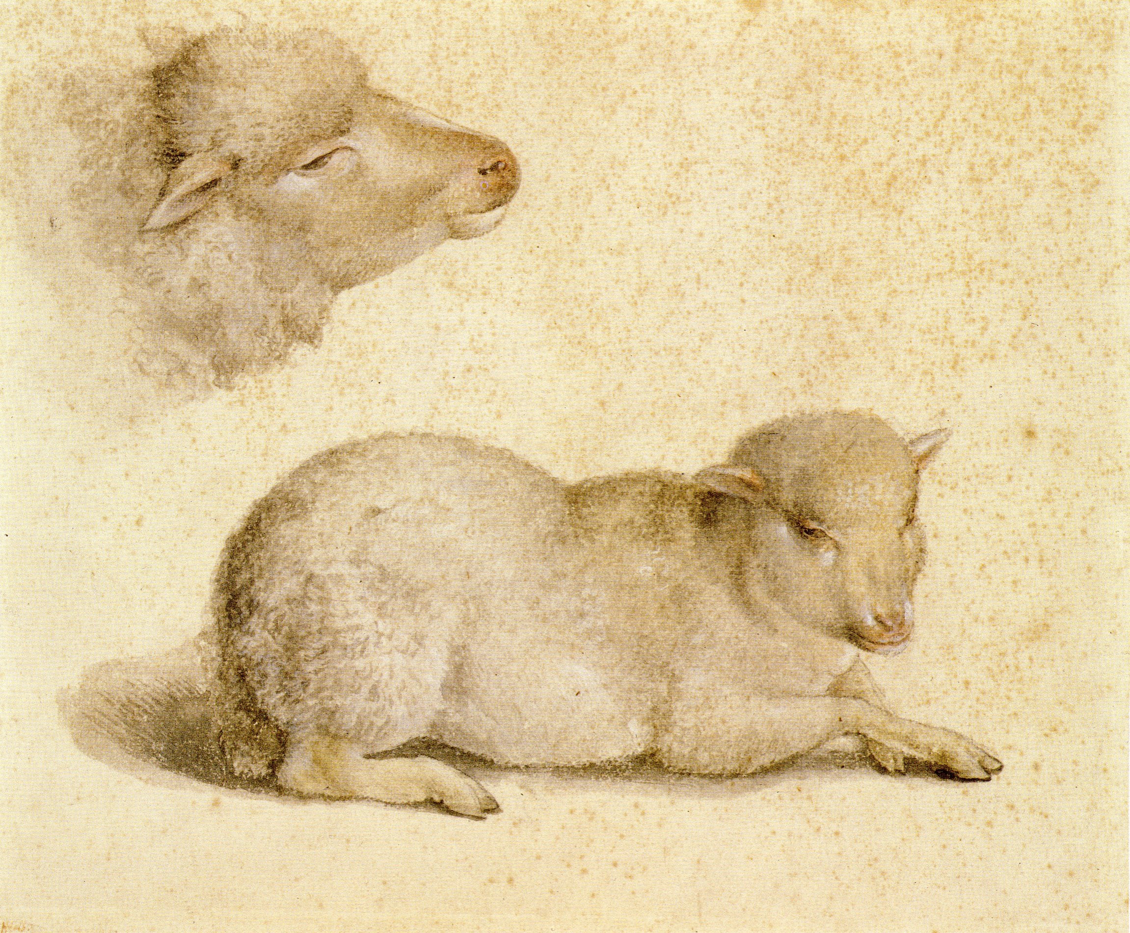 Resting_Lamb_and_Head_of_a_Lamb,_by_Hans_Holbein_the_Younger.jpg