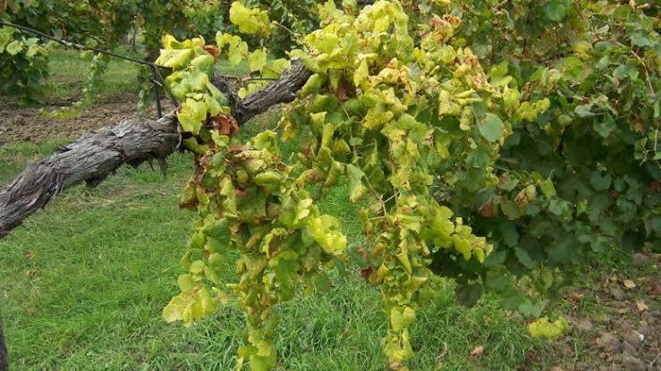 A Dunától keletre fekvő borvidékeken is megjelent a szőlő ...
