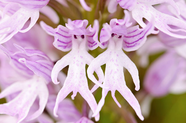 flowers-look-like-something-else-orchids-pareidolia-15.jpg