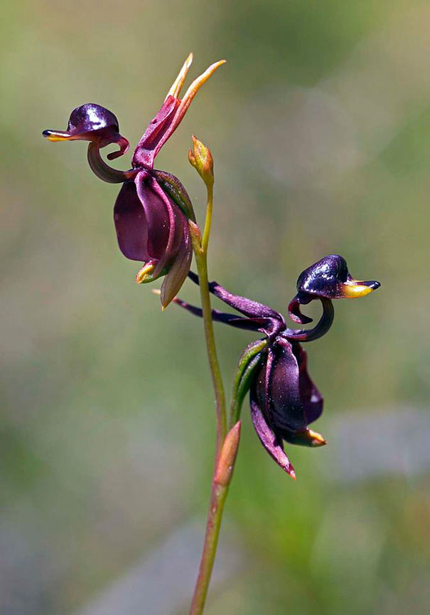 flowers-look-like-something-else-orchids-pareidolia-24.jpg