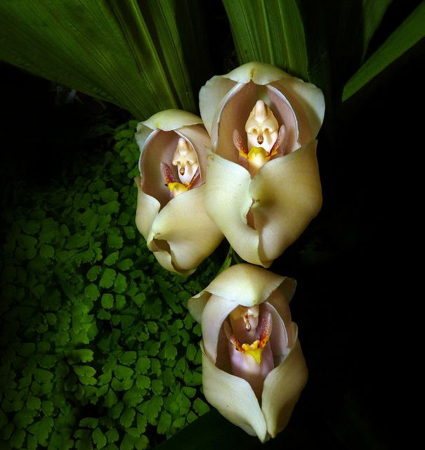 flowers-look-like-something-else-orchids-pareidolia-3.jpg