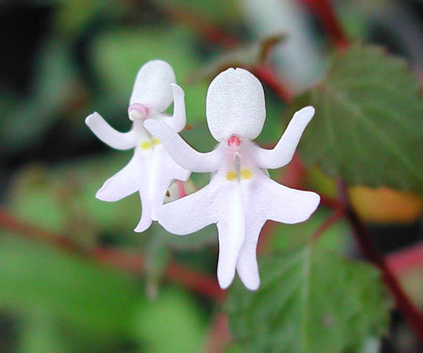 flowers-look-like-something-else-orchids-pareidolia-30.jpg
