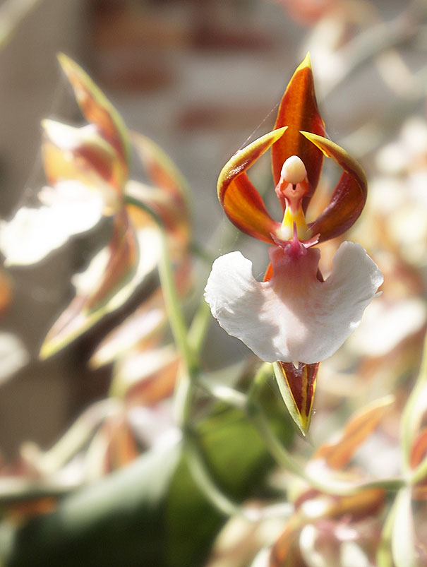 flowers-look-like-something-else-orchids-pareidolia-31.jpg
