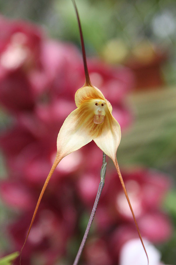 flowers-look-like-something-else-orchids-pareidolia-4.jpg