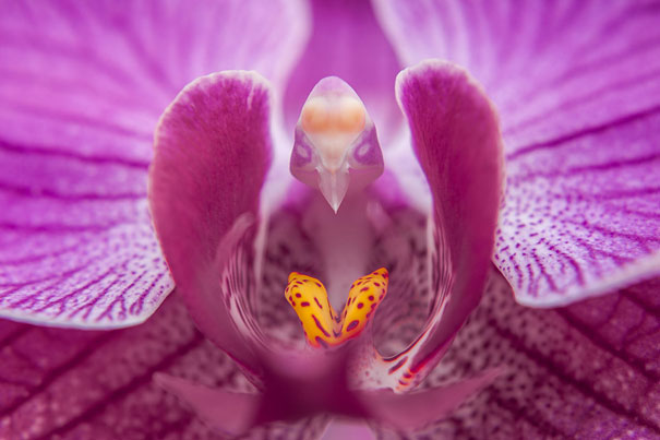 flowers-look-like-something-else-orchids-pareidolia-8.jpg