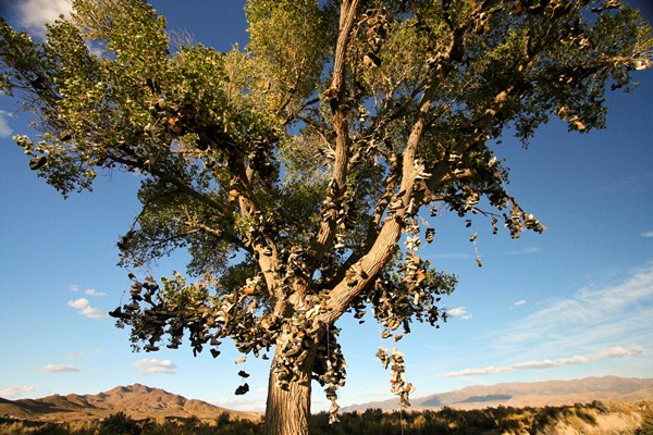 shoe-tree-2.jpg