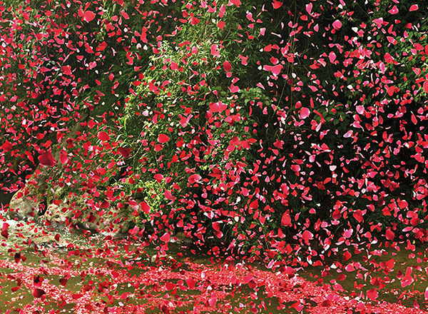 flower-petal-explosion-sony-4k-ultra-hd-7.jpg