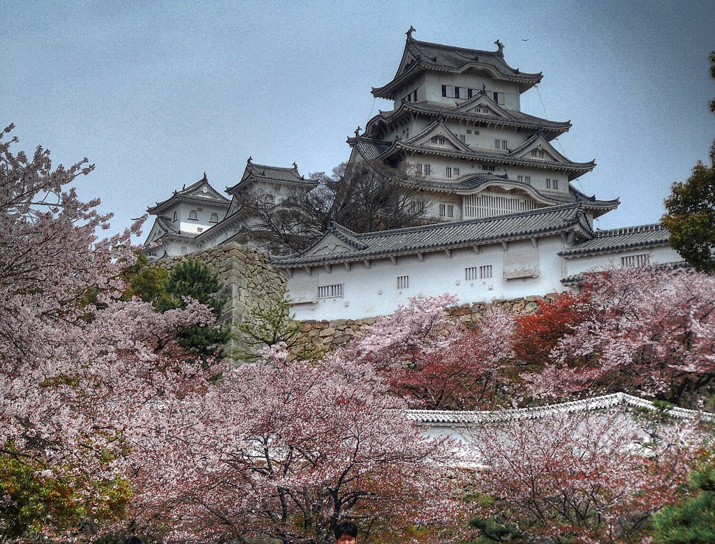 cherry blossom in japan castle.jpg