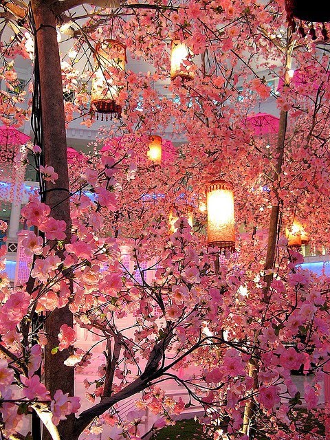 cherry blossom in japan.jpg