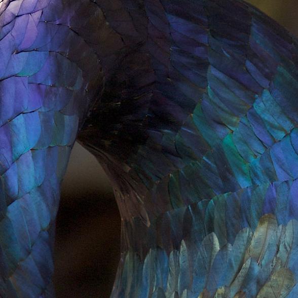 closeup-feather-art.jpg