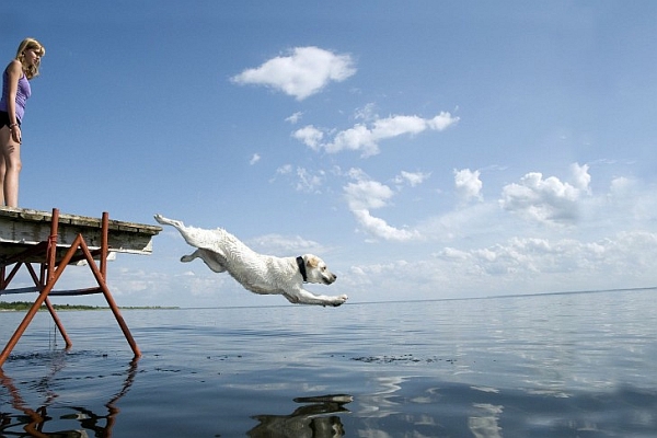 Girl-dog-sea-diving-swimming-485x728.jpg