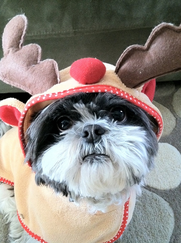 Cooper Reindeer.jpg