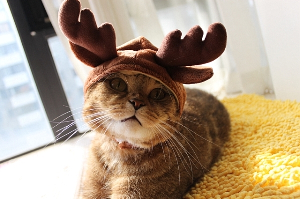 hat-reindeer.jpg