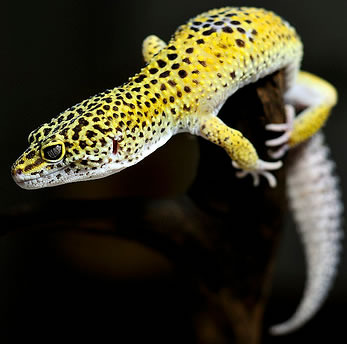 high-yellow-leopard-gecko.jpeg.scaled500.jpg