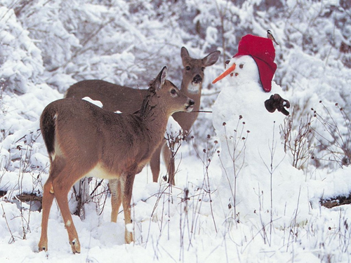 6-christmas-animals-1-1.png