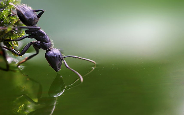 ant-close-up_2290150k.jpg