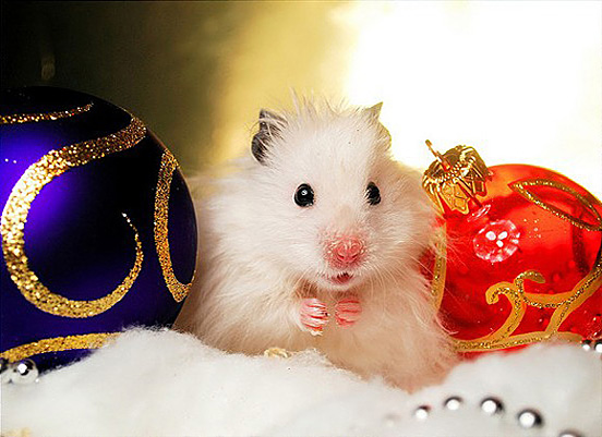 Christmas-Animals-001.jpg