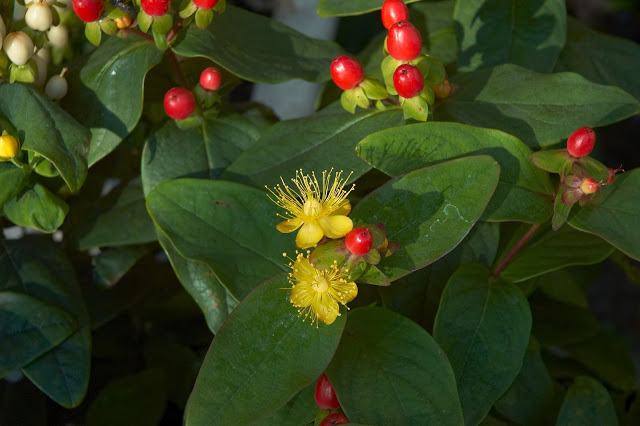 Hypericum_inodorum_Magical_Passion_A.jpg