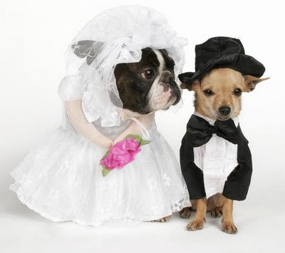 dog mariage.jpg