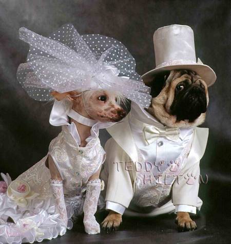 doggywedding__oPt.jpg