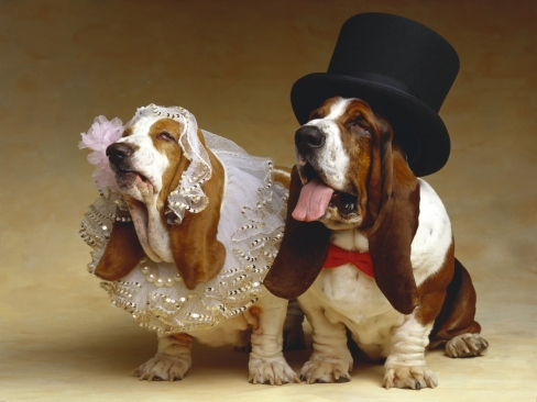 large_Costume_Funny_Couple_Wedding_Dog_37175.jpg