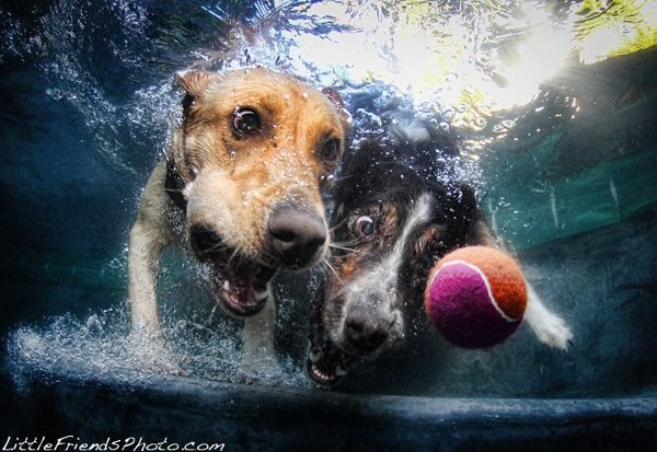 Seth-Casteels-Underwater-Dog-Photography-10.jpg