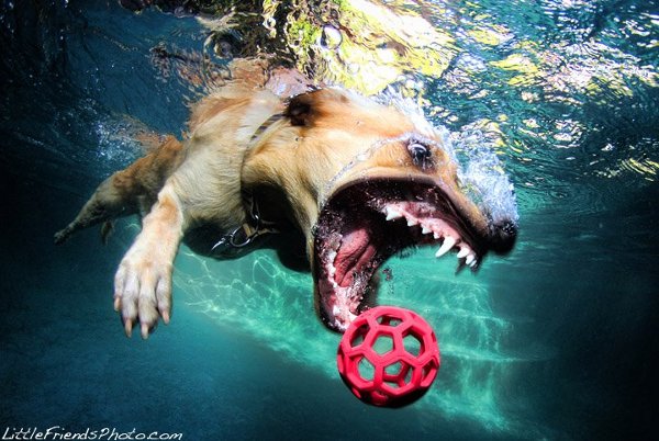 Seth-Casteels-Underwater-Dog-Photography-12.jpg
