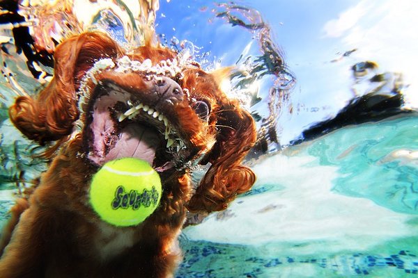 Seth-Casteels-Underwater-Dog-Photography-15.jpg
