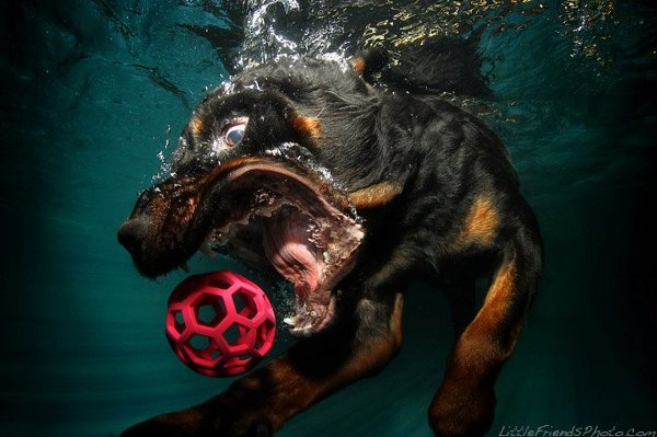 Seth-Casteels-Underwater-Dog-Photography-16.jpg
