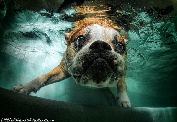 Seth-Casteels-Underwater-Dog-Photography-17.jpg