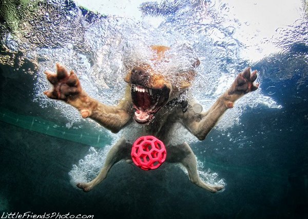 Seth-Casteels-Underwater-Dog-Photography-3.jpg