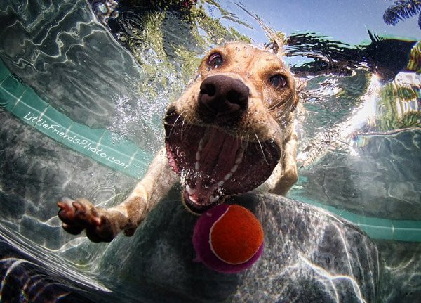 Seth-Casteels-Underwater-Dog-Photography-7.jpg