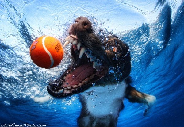 Seth-Casteels-Underwater-Dog-Photography.jpg