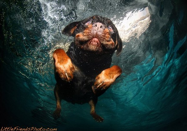 Seth-Casteels-Underwater-Dog-Photographyv-13.jpg