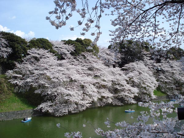 chidorigafuchi_sakura.jpg