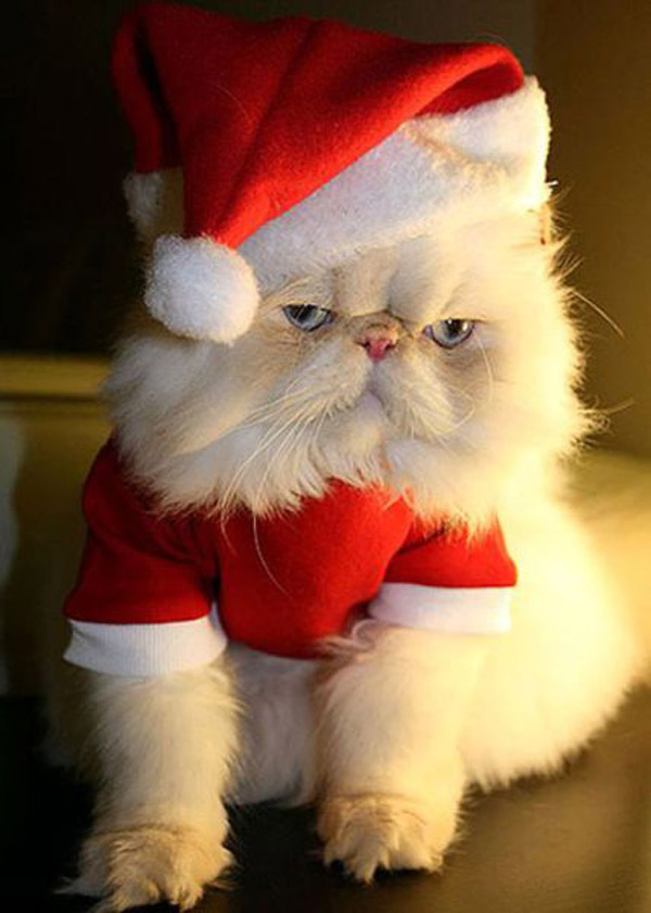 christmas-animals-21.jpg