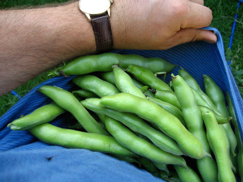 broadbean.jpg