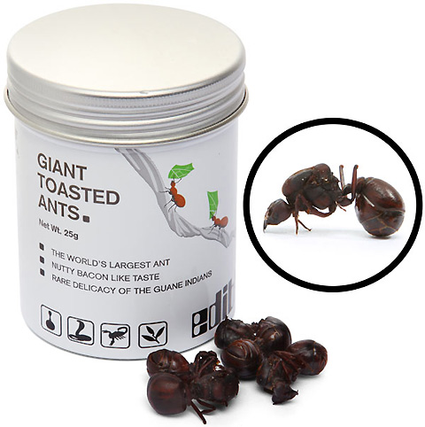 giant-toasted_ants.jpg