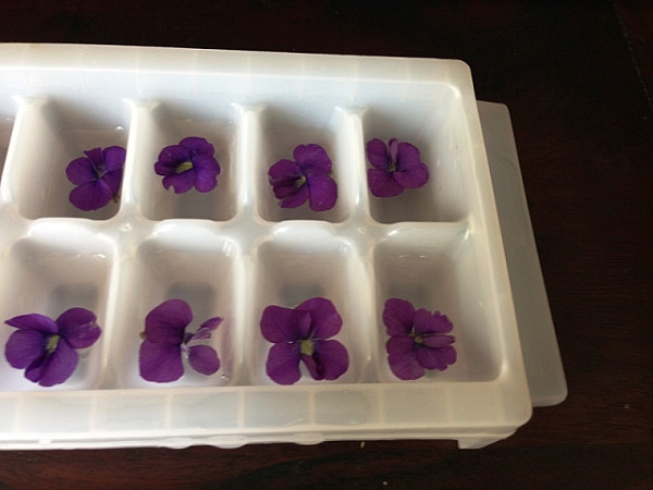 1_violet-ice-cubes.jpg