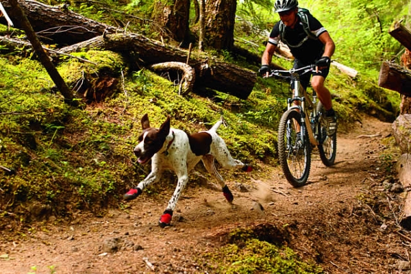 dog-running-bike.jpg