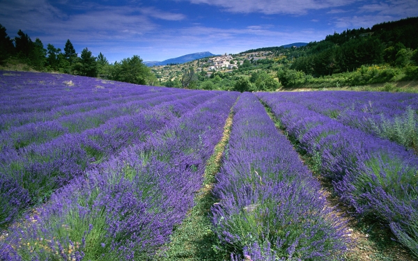 field_of_lavender_in_Provence.jpg